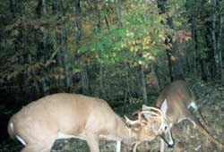 Come hunt whitetails.