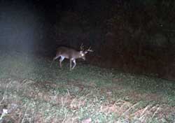 Whitetail deer hunting.