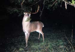 New hunting lodge, Rock Island Creek Whitetails.