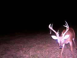 Whitetail deer hunting.