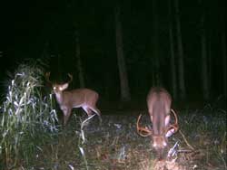 Virginia guided hunts.