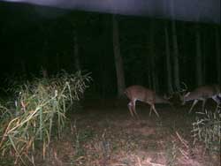 Guided deer hunts.