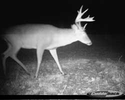 Rock Island Creek Whitetails.